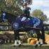 Polo Trainer Charlie Caldwell Wins â€œAmerica's Most Wanted Thoroughbredâ€ Title
